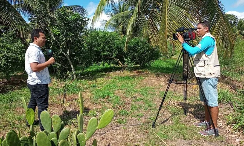 Imagem ilustrativa da imagem Notícias do Campo: Jumento Pêga, cultivo consorciado e móveis rústicos em foco