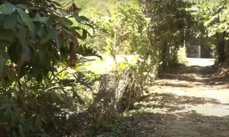 Imagem ilustrativa da imagem Ossadas são encontradas em área de mata em Vila Velha