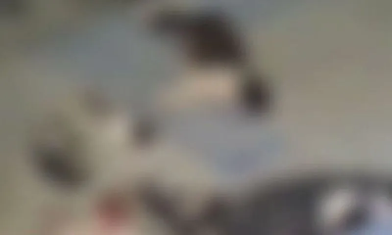 Imagem ilustrativa da imagem UFRPE declara repúdio à morte de pelo menos 10 gatos e um timbu no campus
