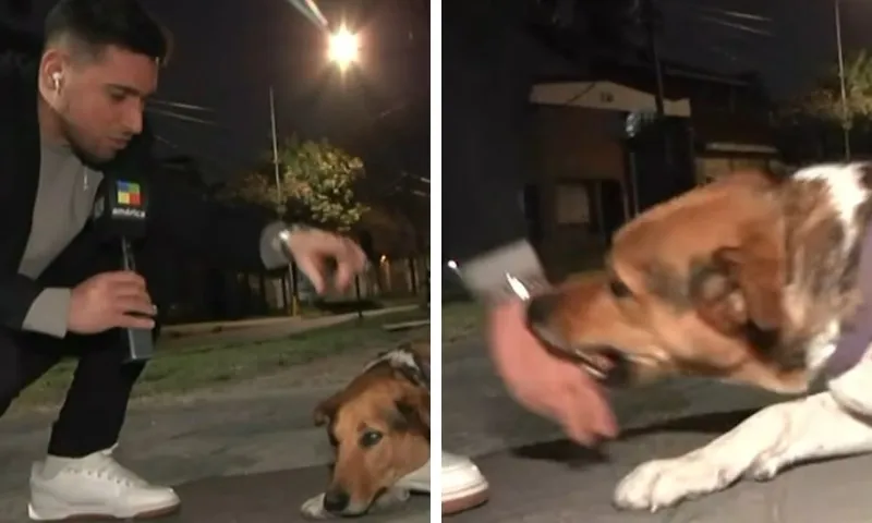 Imagem ilustrativa da imagem VÍDEO | Repórter acaricia cachorro de rua, mas é mordido ao vivo