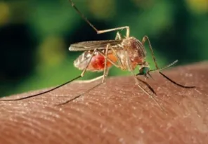 Imagem ilustrativa da imagem Pernambuco  já registra este ano 11 mortes por dengue e 3 por chikungunya