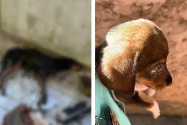 Imagem ilustrativa da imagem Após denúncia, tutor é preso por maltratar e abusar de cães em Vila Velha