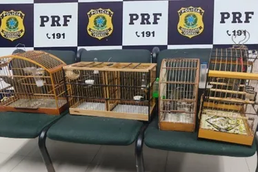 Imagem ilustrativa da imagem Aves silvestres são apreendidas em abordagem policial na Serra