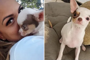 Imagem ilustrativa da imagem Cachorra é encontrada morta após fugir de pet shop em Vitória