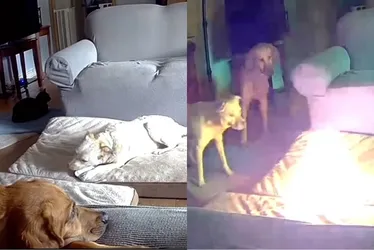 Imagem ilustrativa da imagem Cão mastiga carregador de celular portátil e põe fogo em casa nos EUA