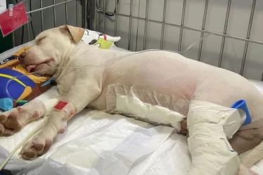 Imagem ilustrativa da imagem Cãozinho resgatado de acidente grave no Pina se recupera bem de cirurgia