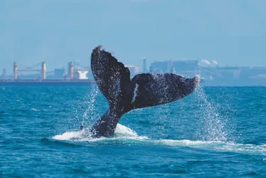 Imagem ilustrativa da imagem Capital capixaba dá show de beleza na terra e no mar