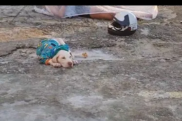 Imagem ilustrativa da imagem Cachorrinho do acidente passa bem e aguarda contato da família dos seus donos