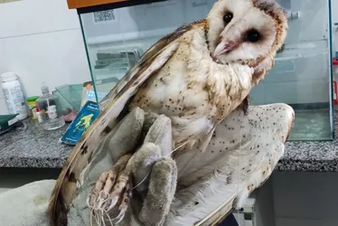 Imagem ilustrativa da imagem Coruja enrolada em linhas de pipa é resgatada em Vila Velha