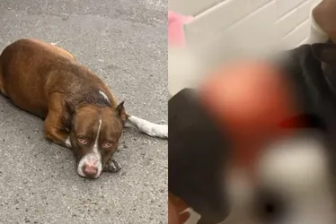 Imagem ilustrativa da imagem Em menos de 24 horas, dois ataques de pitbull são registrados na Grande Vitória