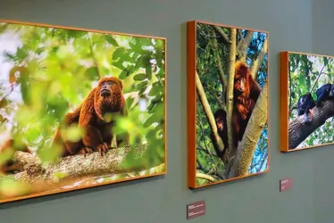 Imagem ilustrativa da imagem Exposição com fotos e sons do “mundo dos macacos” em Santa Teresa