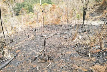 Imagem ilustrativa da imagem FPA cobra punição severa para crime de incêndio e quer aprovação do pacote antifogo