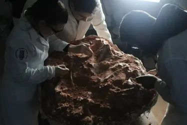Imagem ilustrativa da imagem Fóssil de dinossauro de 230 milhões de anos é descoberto após chuvas no RS