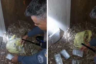 Imagem ilustrativa da imagem Galinhas encontram maconha enterrada perto de galinheiro em Linhares