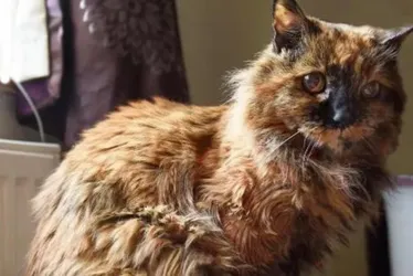 Imagem ilustrativa da imagem 'Gata mais velha do mundo', Rosie morre aos 33 anos na Inglaterra