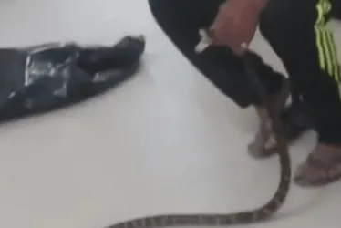 Imagem ilustrativa da imagem Homem é mordido por jararaca e leva cobra com ele para UPA