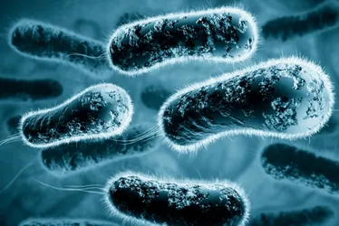 Imagem ilustrativa da imagem Hospitais brasileiros têm aumento de bactérias super-resistentes