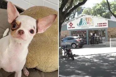 Imagem ilustrativa da imagem CPI vai investigar fuga de cachorrinha de pet shop em Vitória