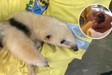 Imagem ilustrativa da imagem Incêndios no ES: animais são resgatados em parque estadual no Sul do Estado