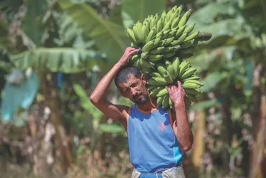 Imagem ilustrativa da imagem Luta contra fungo que pode extinguir bananas