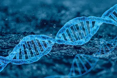 Imagem ilustrativa da imagem Pesquisa feita com 1.000 idosos revela que DNA influencia no peso