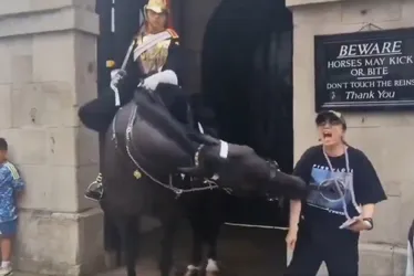 Imagem ilustrativa da imagem Mulher desmaia após ser mordida por cavalo da Guarda Real em Londres