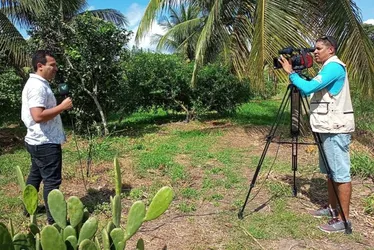 Imagem ilustrativa da imagem Notícias do Campo: Jumento Pêga, cultivo consorciado e móveis rústicos em foco