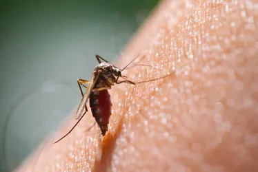 Imagem ilustrativa da imagem Brasil é o país com mais casos de febre oropouche das Américas, segundo OMS