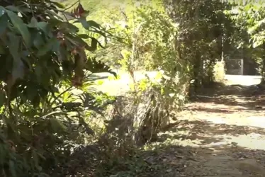 Imagem ilustrativa da imagem Ossadas são encontradas em área de mata em Vila Velha