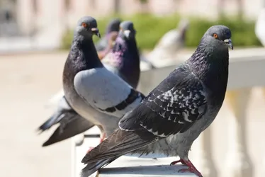 Imagem ilustrativa da imagem Pacientes vão parar em hospital por causa de pombo