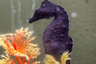 Imagem ilustrativa da imagem Pescadores encontram cavalo-marinho da Patagônia no litoral do Rio de Janeiro