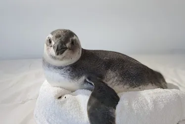 Imagem ilustrativa da imagem Pinguins aparecem mortos em Guarapari