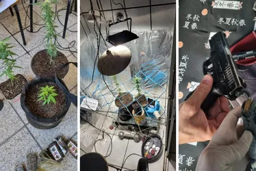Imagem ilustrativa da imagem Polícia Federal encontra plantação de maconha e arma na casa de jovem em Vila Velha