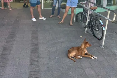 Imagem ilustrativa da imagem Programa É o Bicho! resgata cachorro que aguardava retorno de tutor atendido em PA