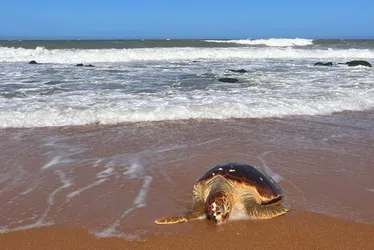 Imagem ilustrativa da imagem Tartaruga é encontrada morta em praia de Vila Velha
