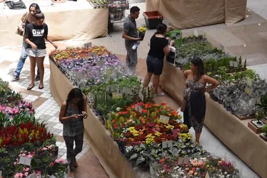 Imagem ilustrativa da imagem Tradicional feira de flores começa nesta quarta-feira (4) no Centro do Recife