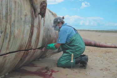 Imagem ilustrativa da imagem Tragédia de Mariana: contaminação já chegou às baleias