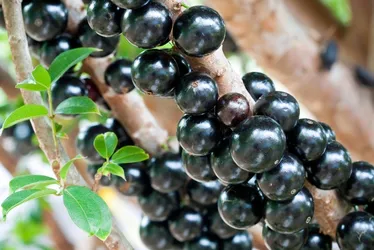 Imagem ilustrativa da imagem Três frutas brasileiras estão entre as melhores do mundo