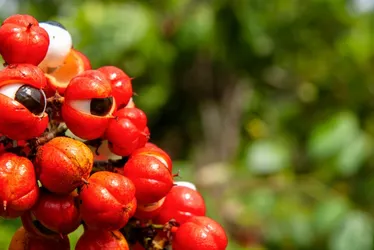 Imagem ilustrativa da imagem Três frutas brasileiras estão entre as melhores do mundo
