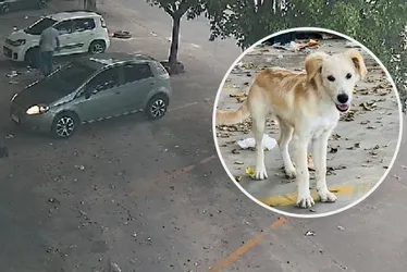 Imagem ilustrativa da imagem VÍDEO | Cachorro é abandonado por motorista na Serra