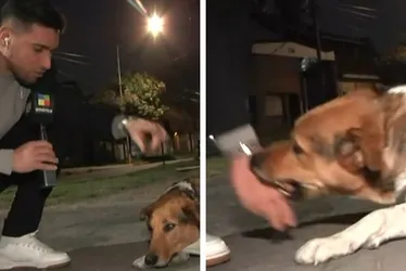 Imagem ilustrativa da imagem VÍDEO | Repórter acaricia cachorro de rua, mas é mordido ao vivo