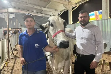 Imagem ilustrativa da imagem Vacas produzem mais de 70 kg de leite por dia e vencem concurso no ES