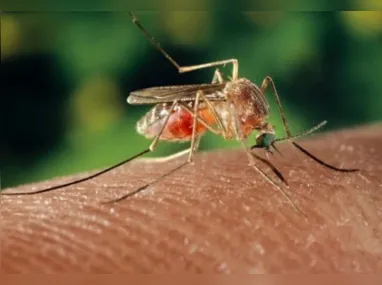 Mosquito maruim é um dos transmissores da febre oropouche
