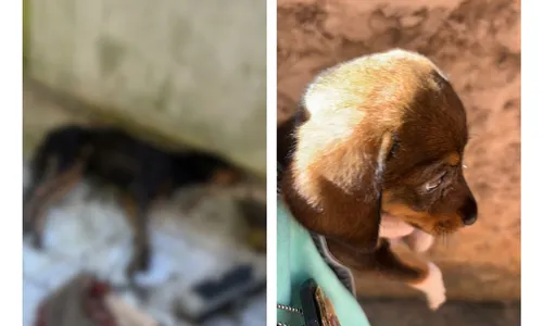 
          Imagem ilustrativa da imagem Após denúncia, tutor é preso por maltratar e abusar de cães em Vila Velha
          