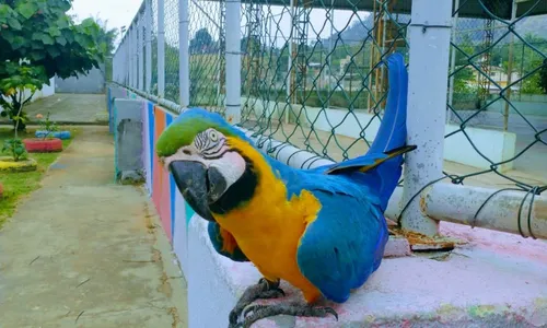 
          Imagem ilustrativa da imagem Arara aparece em escola de Viana e encanta alunos e funcionários
          