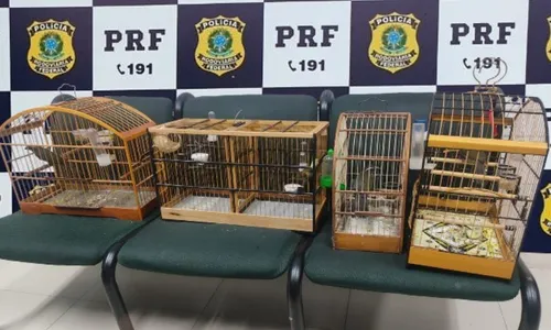 
          Imagem ilustrativa da imagem Aves silvestres são apreendidas em abordagem policial na Serra
          