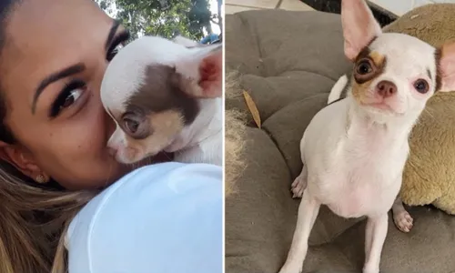 
          Imagem ilustrativa da imagem Cachorra é encontrada morta após fugir de pet shop em Vitória
          