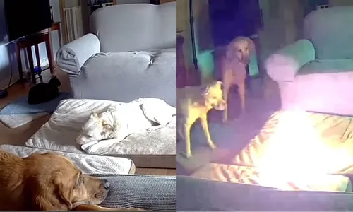 
          Imagem ilustrativa da imagem Cão mastiga carregador de celular portátil e põe fogo em casa nos EUA
          