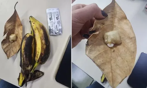 
          Imagem ilustrativa da imagem Casal é preso suspeito de dopar e tentar raptar macacos no RJ
          