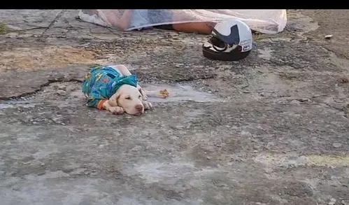 
          Imagem ilustrativa da imagem Cachorrinho do acidente passa bem e aguarda contato da família dos seus donos
          